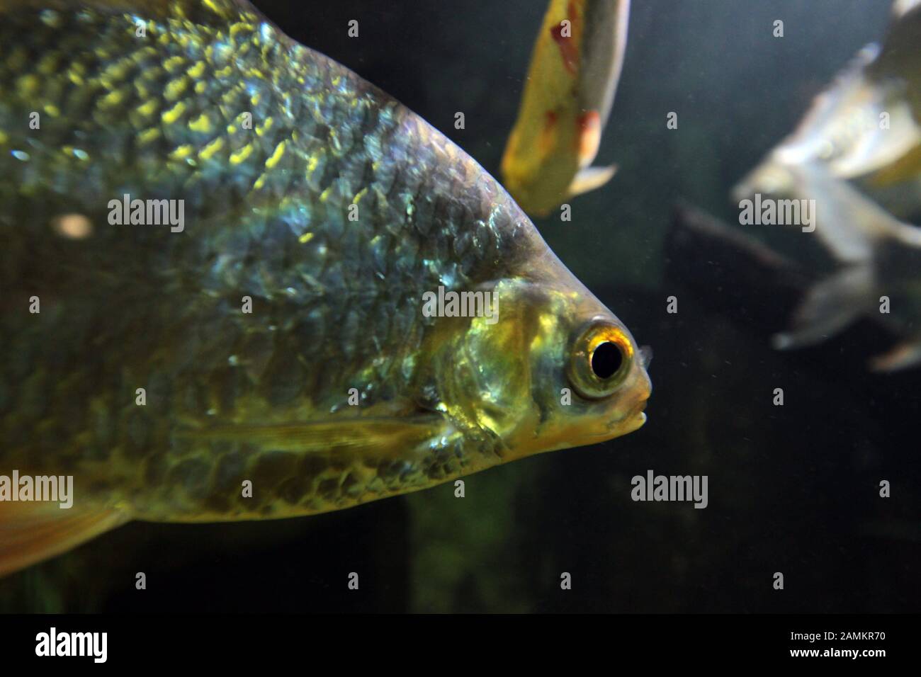 Fish in an aquarium in the zoo Hellabrunn. [automated translation