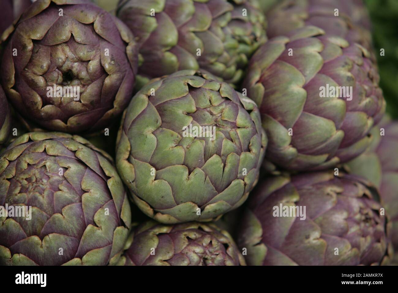 Artichokes [automated translation] Stock Photo Alamy