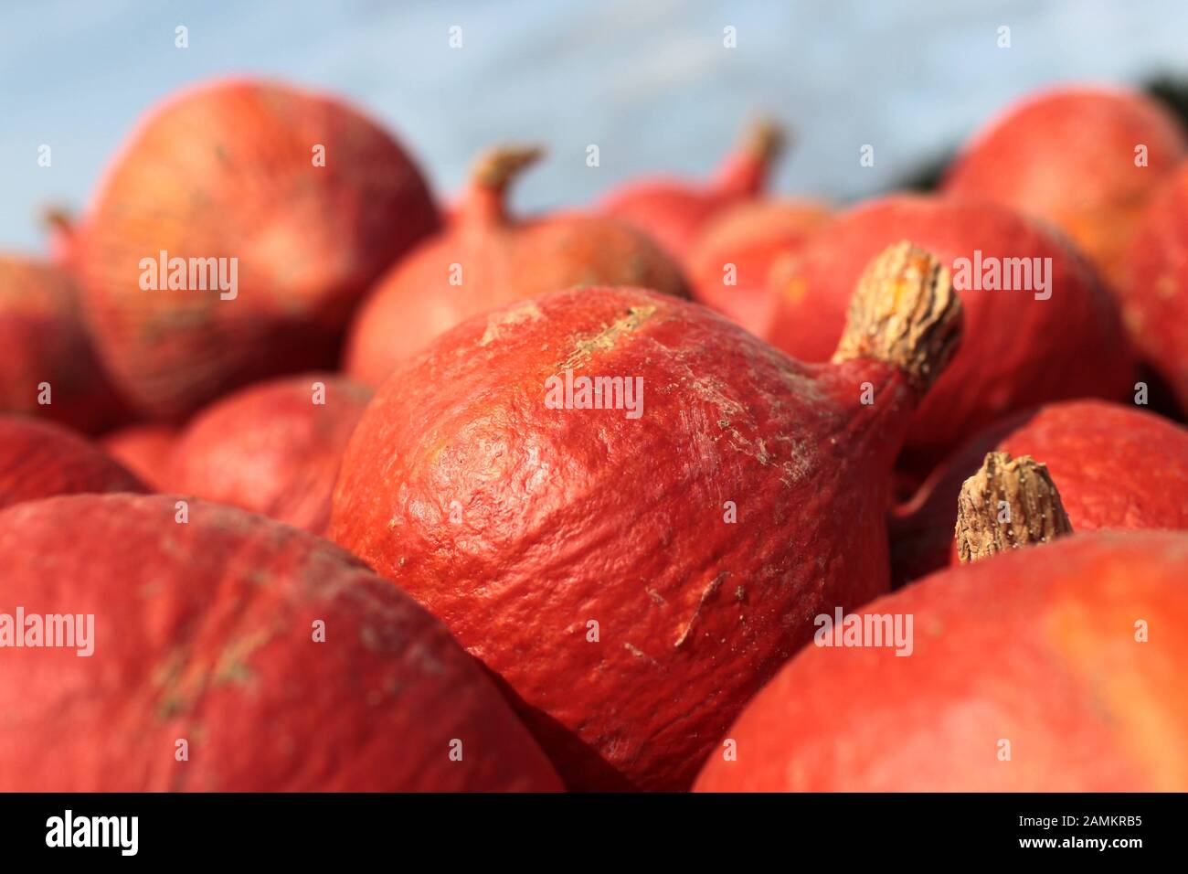 Hokkaido pumpkins at the pumpkin sale at the industrial park Hasenheide ...