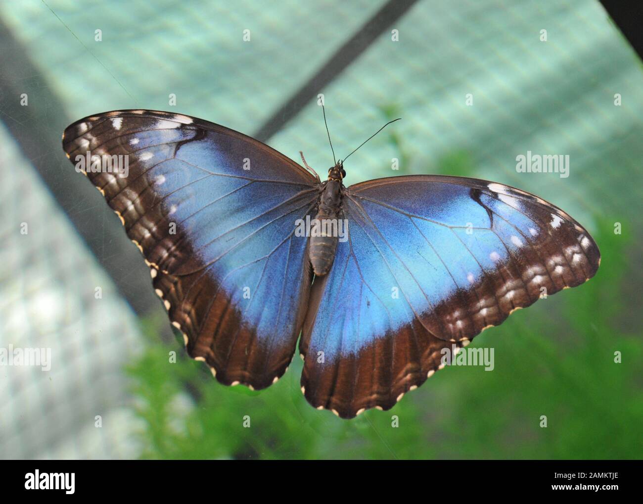 Tropical sky butterfly in the water plant house in the Botanical Garden