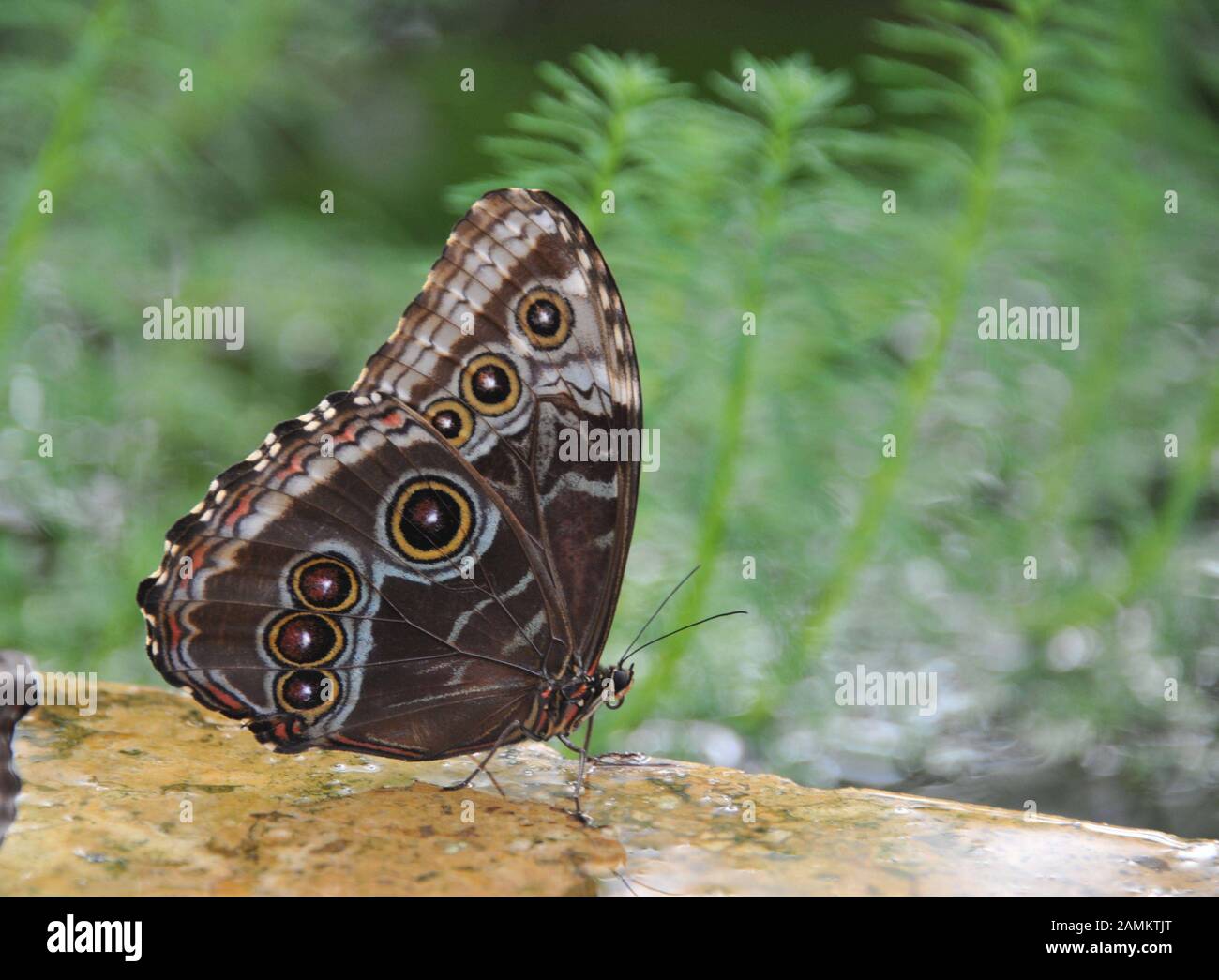 Tropical butterfly in the aquatic plant house in the Botanical Garden