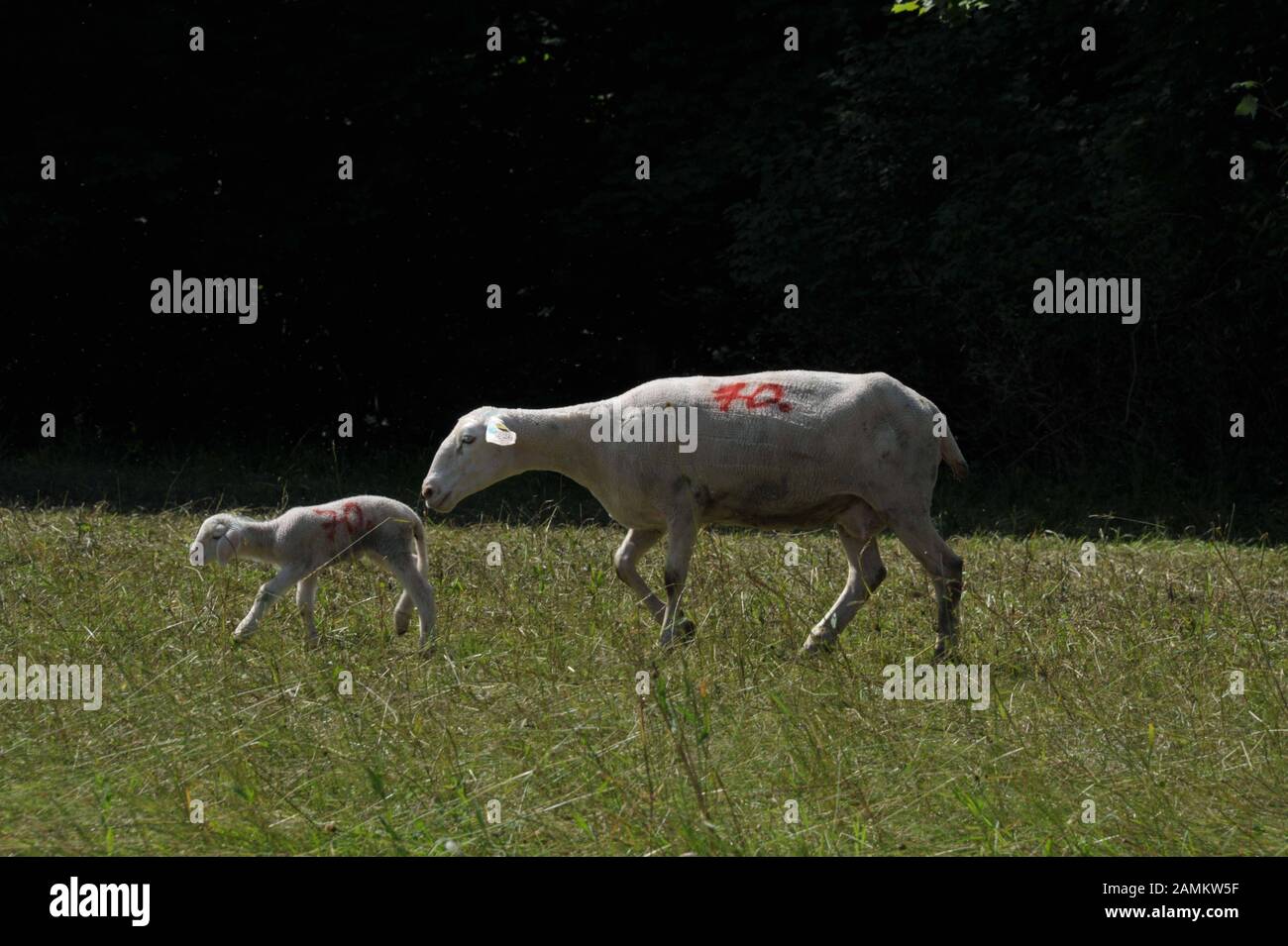 Grazing sheep in the English Garden. [automated translation] Stock Photo