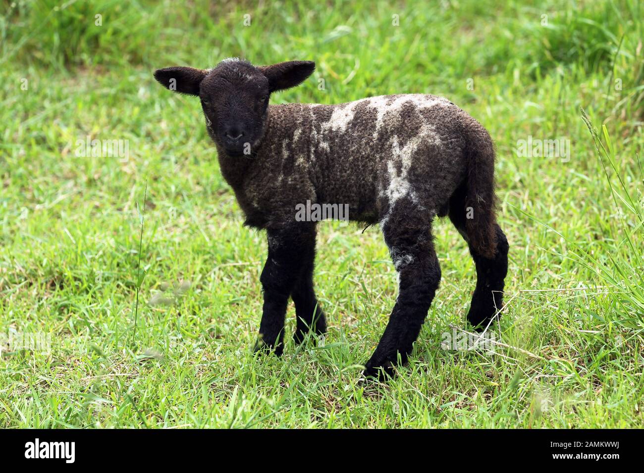 Lamb in a pasture near Paffing. [automated translation] Stock Photo