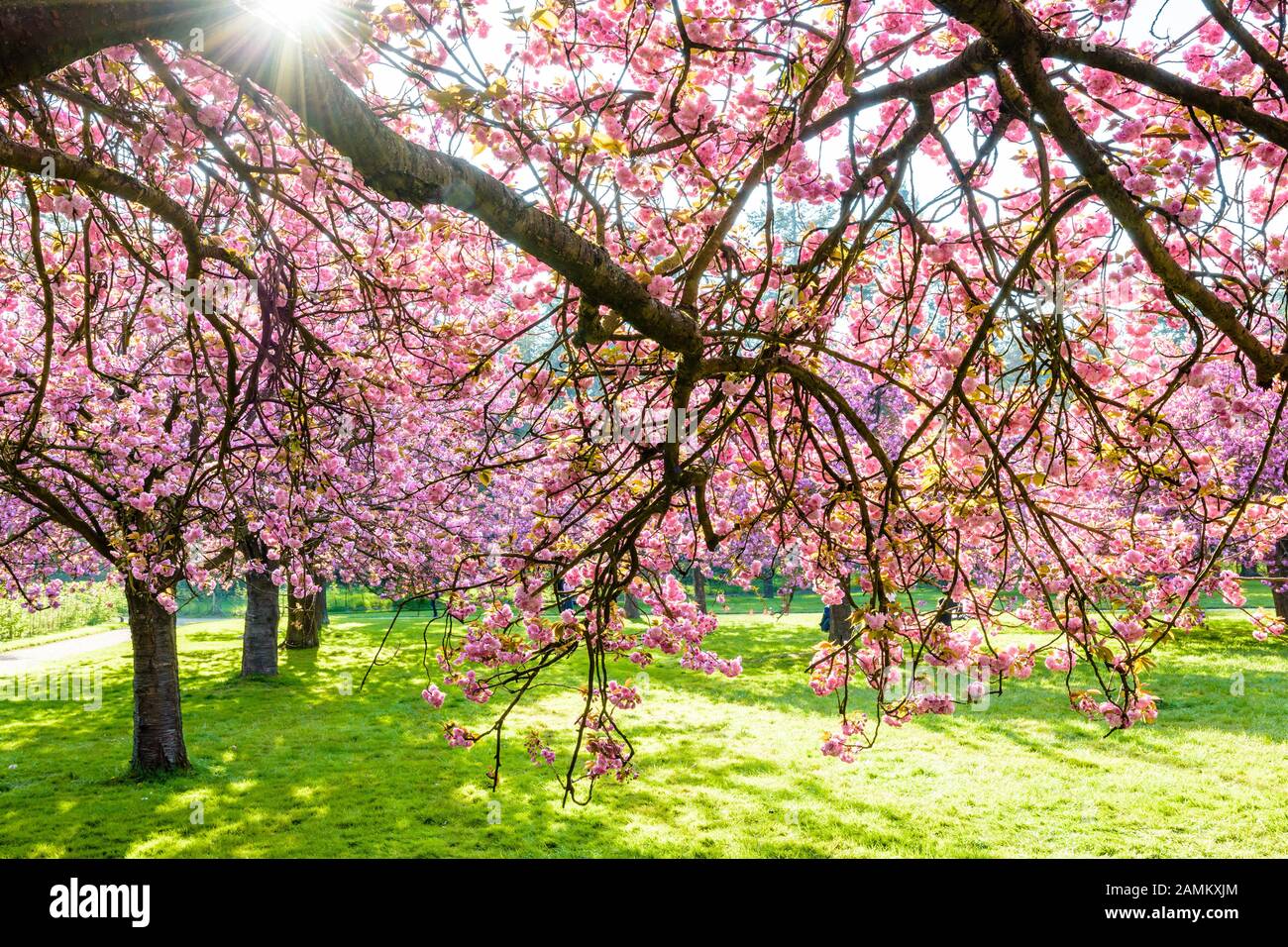Branches of a blossoming Japanese cherry tree laden with clusters of pink flowers in a grassy meadow by a sunny spring afternoon. Stock Photo