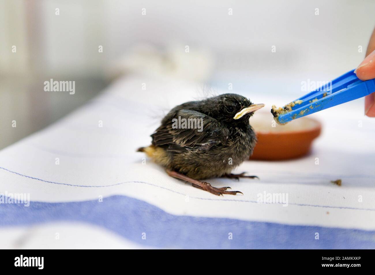 2-3 weeks old redstart, taken at the open day in the clinic for birds, reptiles, amphibians and ornamental fish of the Ludwig-Maximilians-University (LMU) Munich in Oberschleißheim. [automated translation] Stock Photo