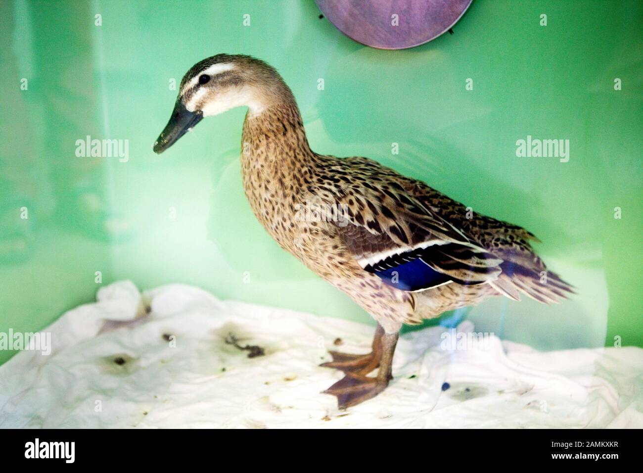 Mallard, taken at the open day at the clinic for birds, reptiles, amphibians and ornamental fish of the Ludwig-Maximilians-University (LMU) Munich in Oberschleißheim. [automated translation] Stock Photo