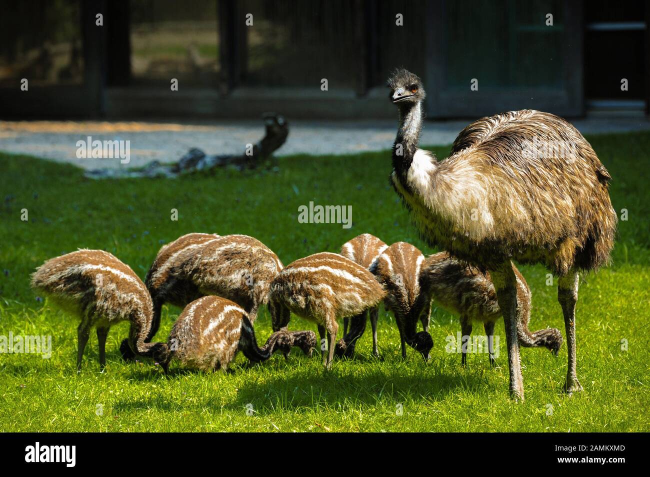 The emu father Kanoro alone takes care of the eight-headed offspring in the zoo Hellabrunn in Munich. [automated translation] Stock Photo