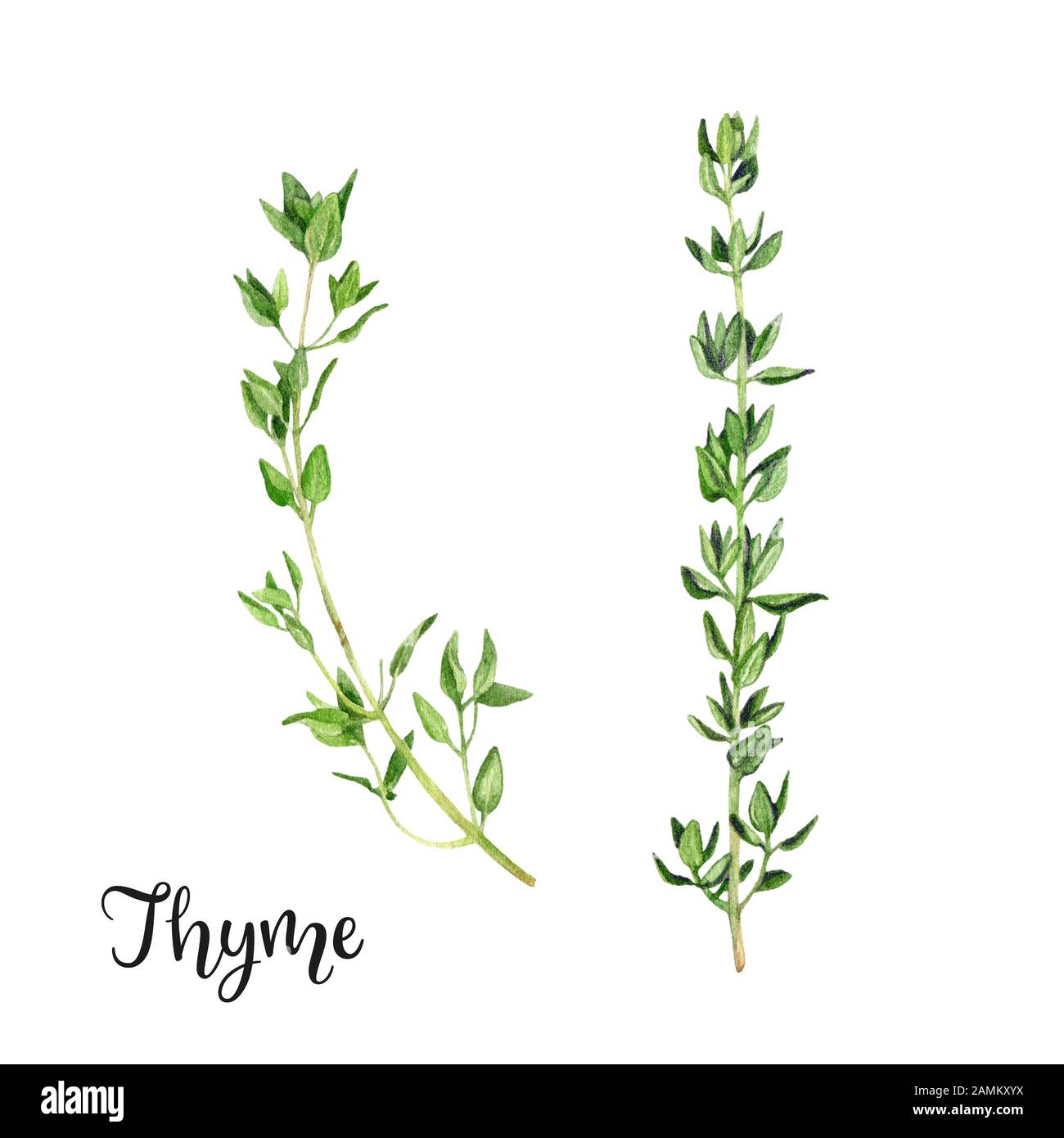 Thyme herb watercolor isolated on white background Stock Photo Alamy