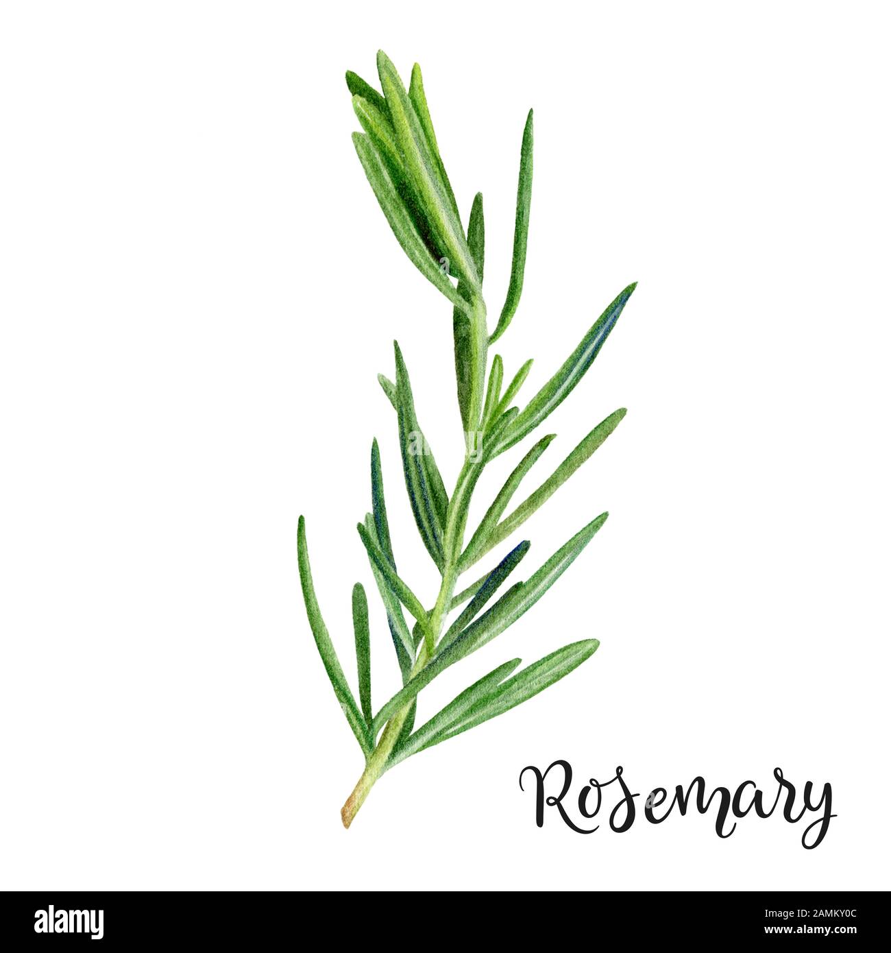 Rosemary herb watercolor isolated on white background Stock Photo