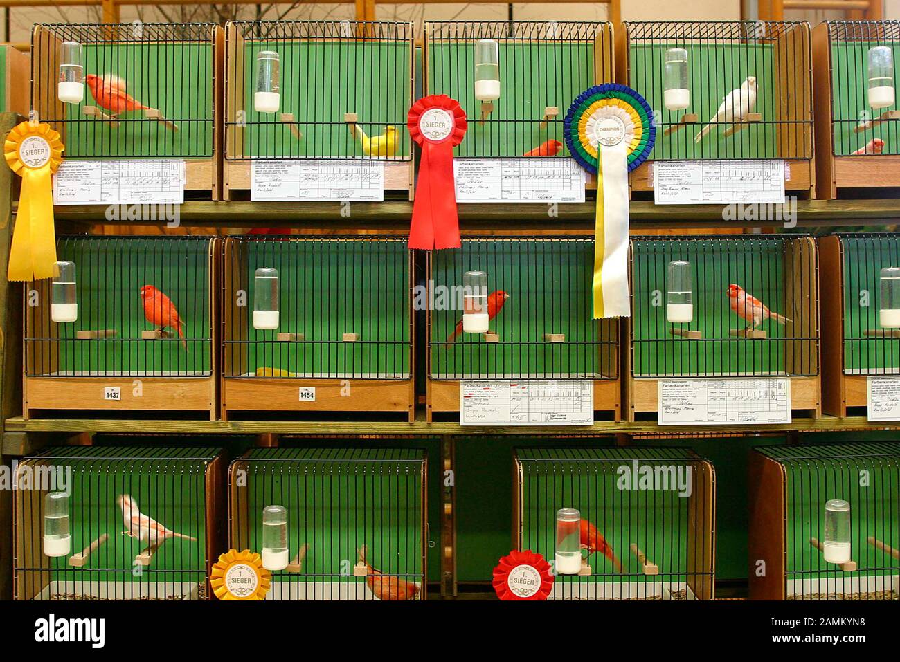 The winners at the bird show in the gym on Brunngartenstraße in Dachau. [automated translation] Stock Photo