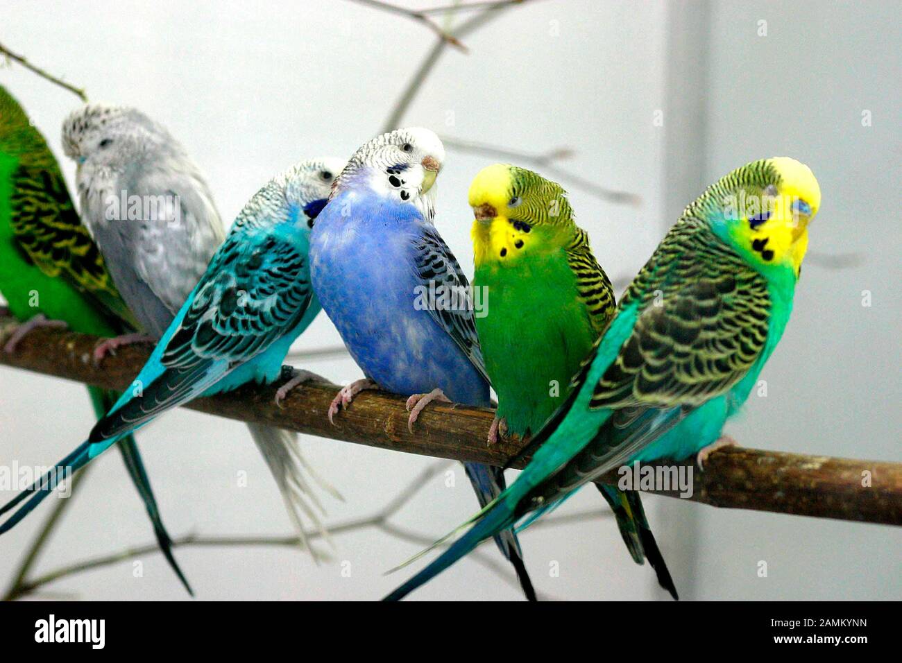 Budgies at the bird show in the gymnasium at the Brunngartenstraße in Dachau. [automated translation] Stock Photo