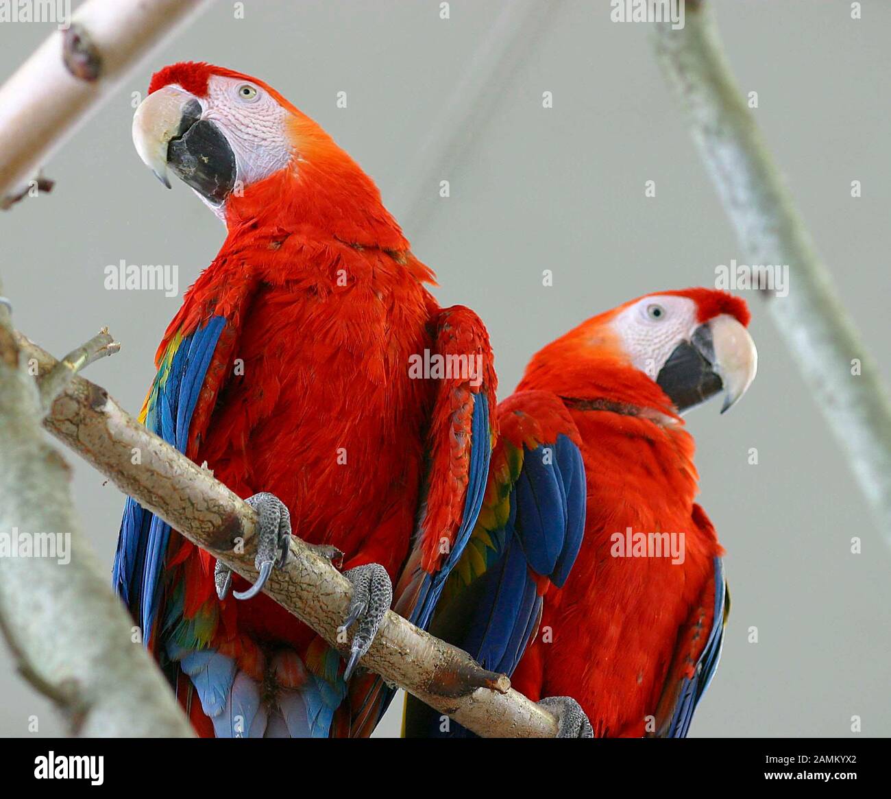 Bright red macaws at the bird show in the gym on Brunngartenstraße in Dachau. [automated translation] Stock Photo