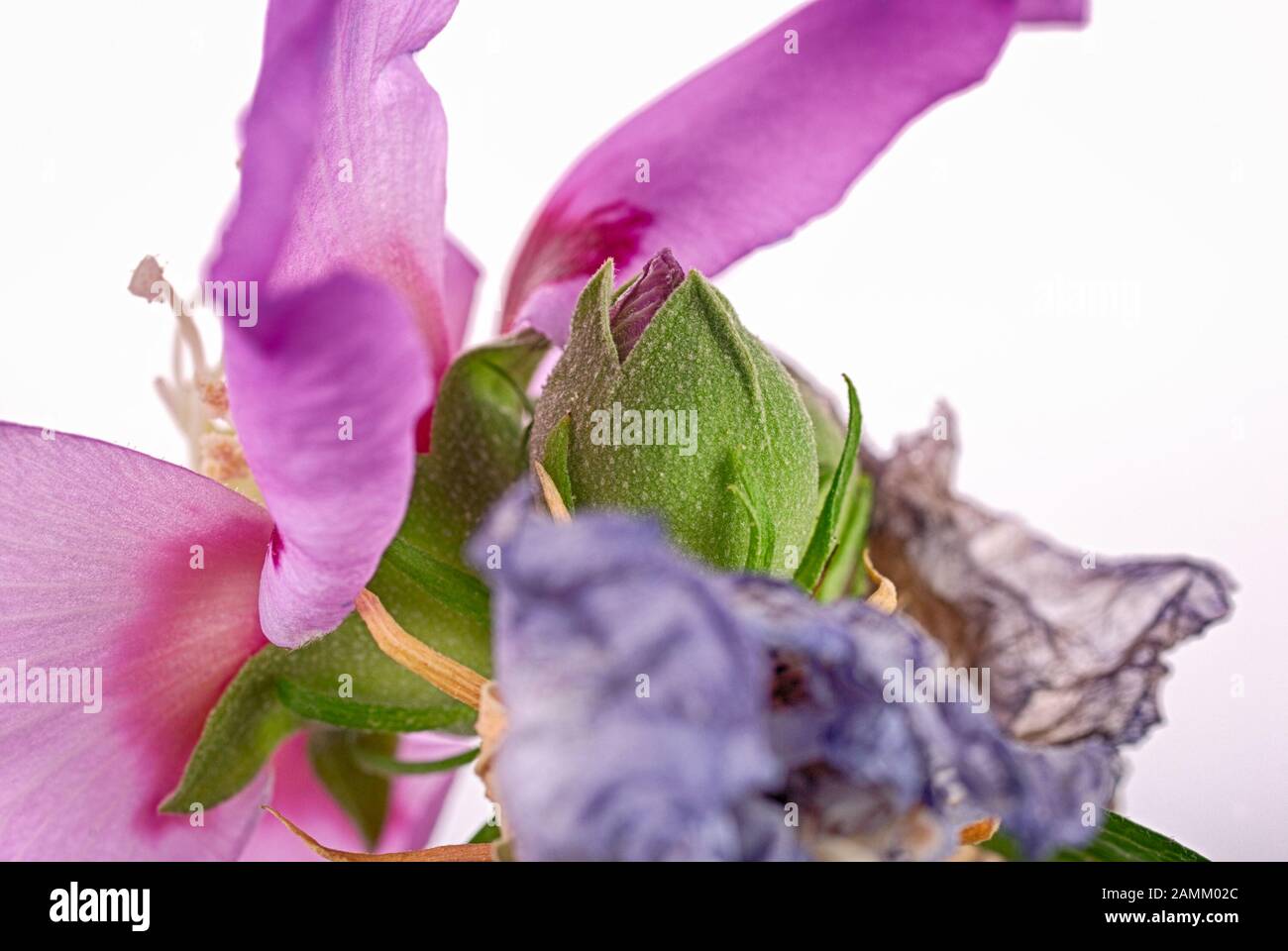 A macro view of fuchsia flower bud. Stock Photo
