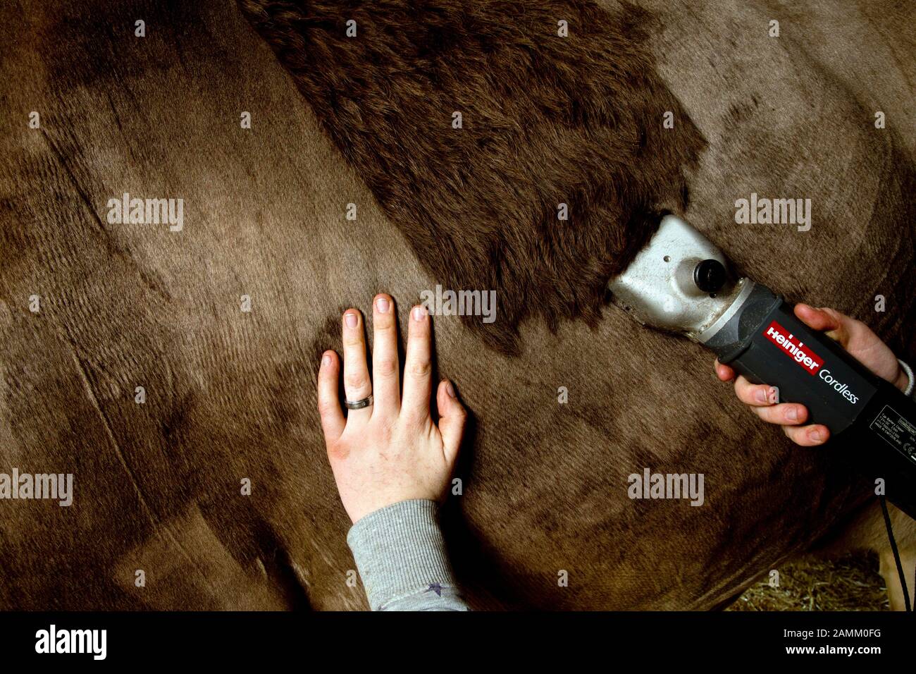 Cow-fitter and young farmer Nicole Nägele styles a cow from her home barn in Seeg in Ostallgäu for an animal show. In the picture she is shaving her fur. [automated translation] Stock Photo