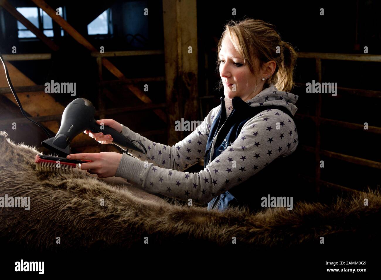 Cow-fitter and young farmer Nicole Nägele styles a cow from her home barn in Seeg in Ostallgäu for an animal show. In the picture she is blow-drying and combing the topline. [automated translation] Stock Photo