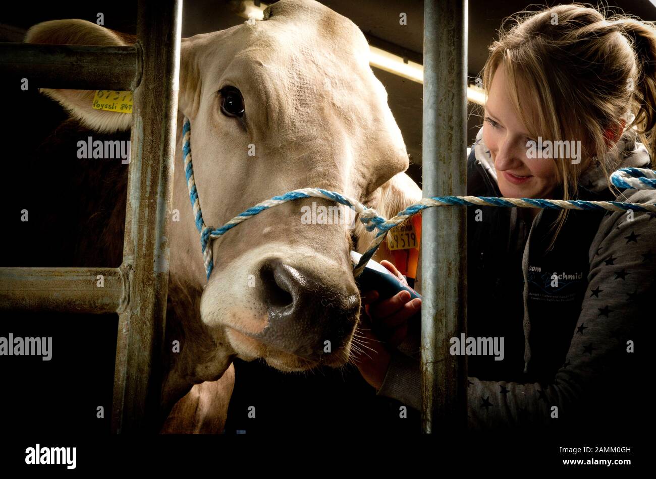 Cow-fitter and young farmer Nicole Nägele styles a cow from her home barn in Seeg in Ostallgäu for an animal show. In the picture she shaves her head. [automated translation] Stock Photo