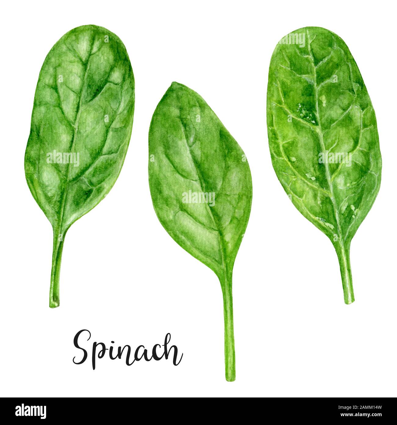 Spinach herb watercolor isolated on white background Stock Photo - Alamy