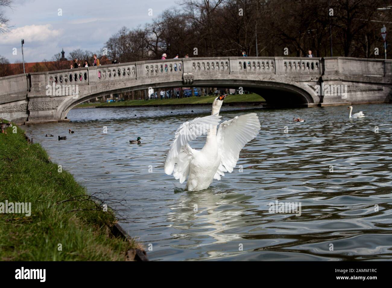 A swan stretches its wings on the canal in Nymphenburg. In the background the Gerner Bridge. [automated translation] Stock Photo