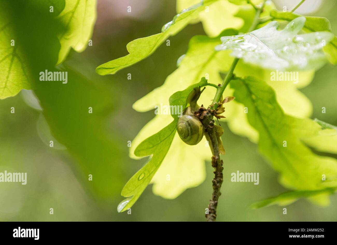 A snail climbs on an oak branch in the Old North Cemetery. [automated translation] Stock Photo