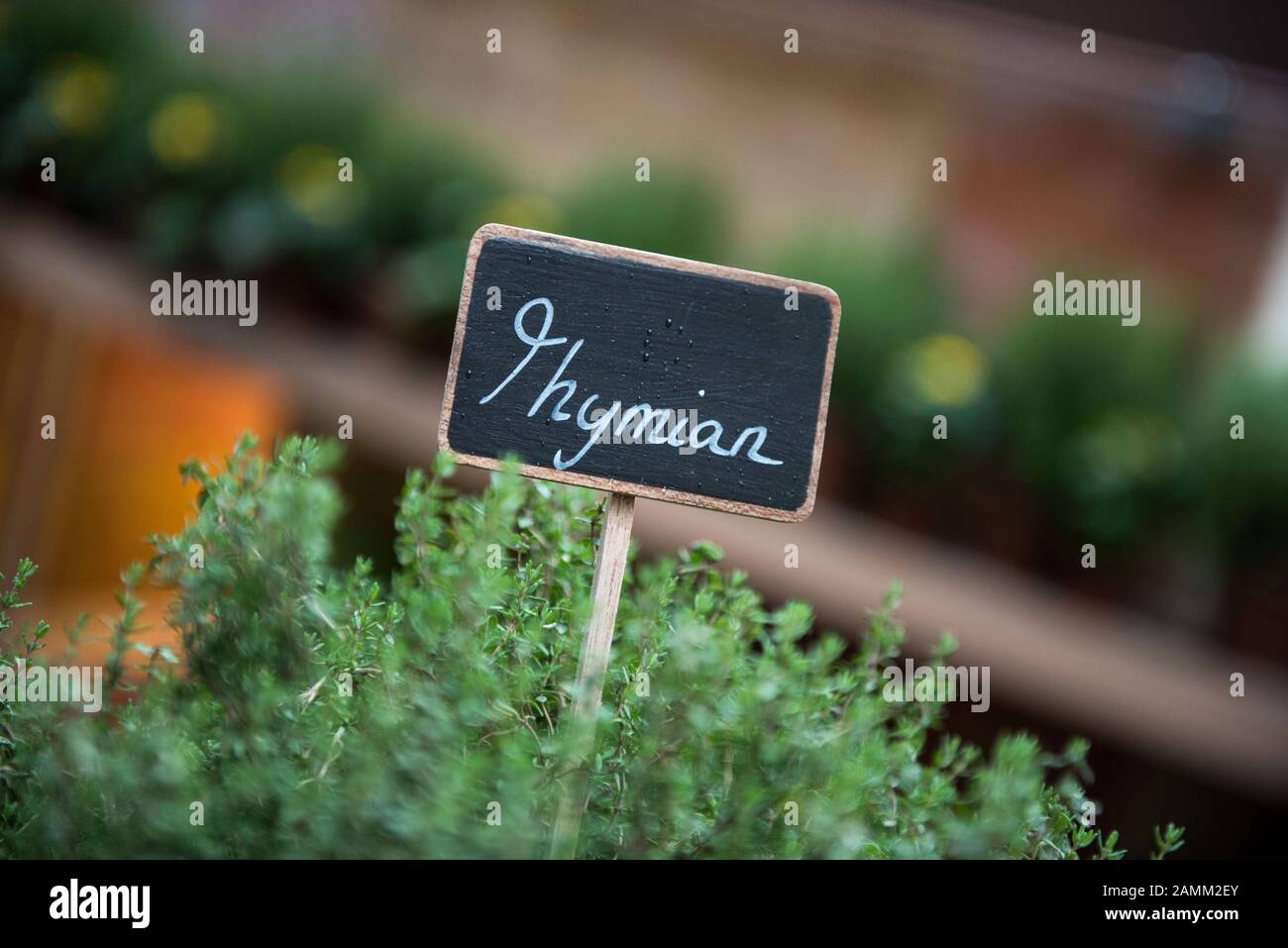 Thyme in the roof garden at the Käfer headquarters in Bogenhausen. [automated translation] Stock