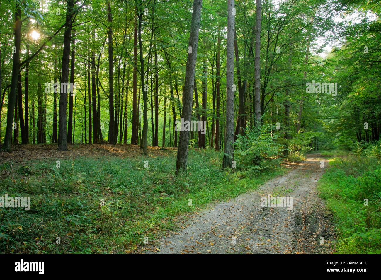 Empty footpath green lush forest hi-res stock photography and images ...