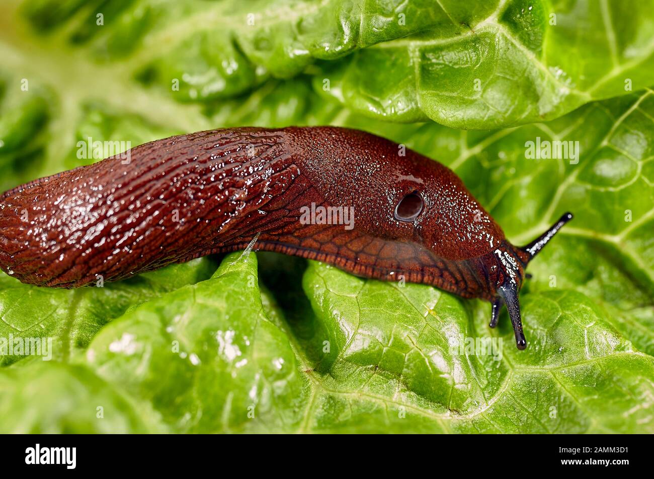 The Spanish slug (Arion vulgaris, syn. Arion lusitanicus auctt. non Mabille), also called capuchin slug, large slug or Lusitanian slug, is an 8 to 12 centimeter long nudibranch, it belongs to the order of pulmonary slugs (Pulmonata). In kitchen gardens and agricultural land, the snail introduced to Central Europe is a major plague. [automated translation] Stock Photo