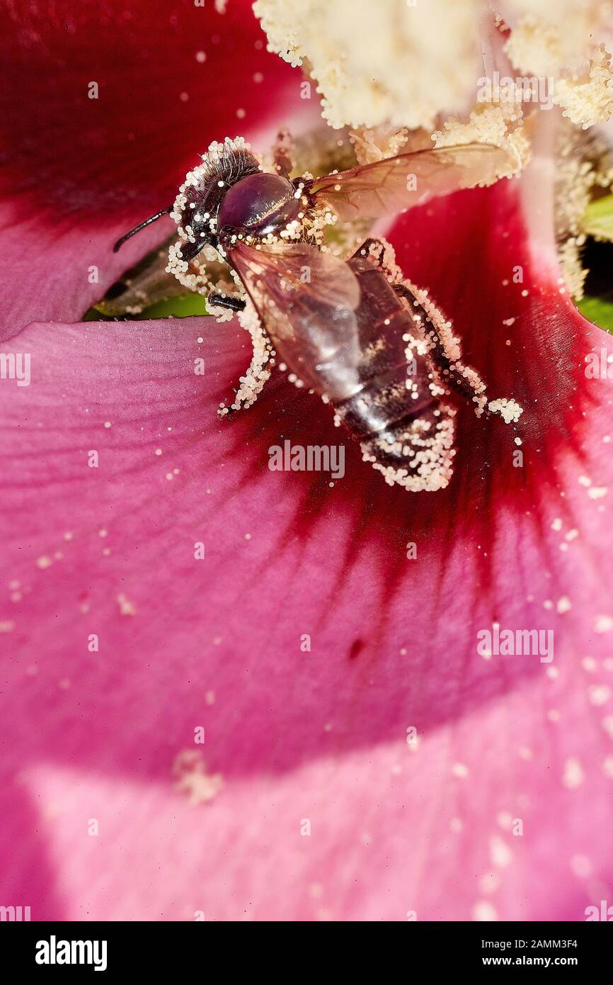 Bees in mallow flowers, the mallow (Malva) is a plant genus in the ...