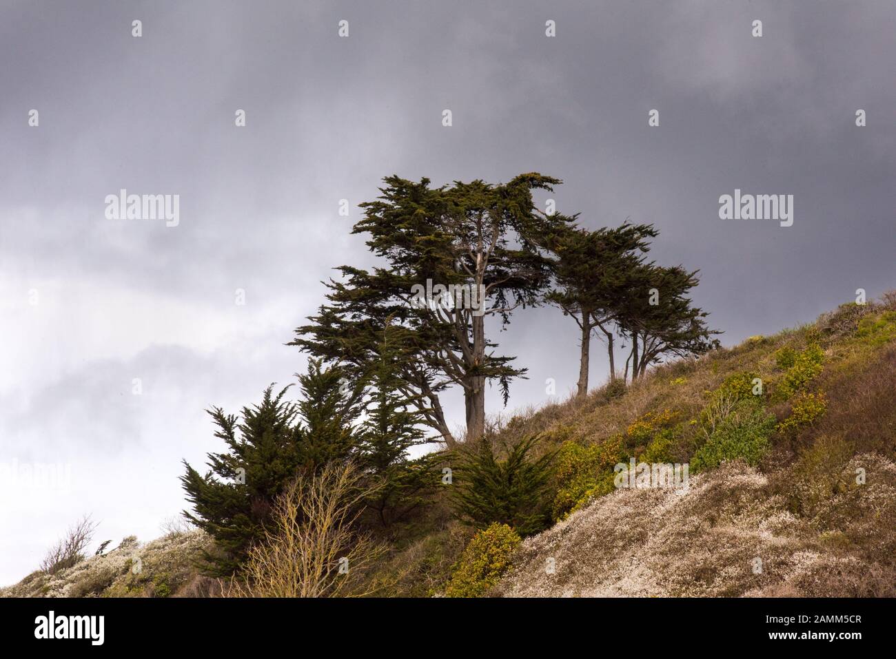 Trees on the grassy cliffs at the Orcombe end of Exmouth Beach, Devon, UK. Stock Photo