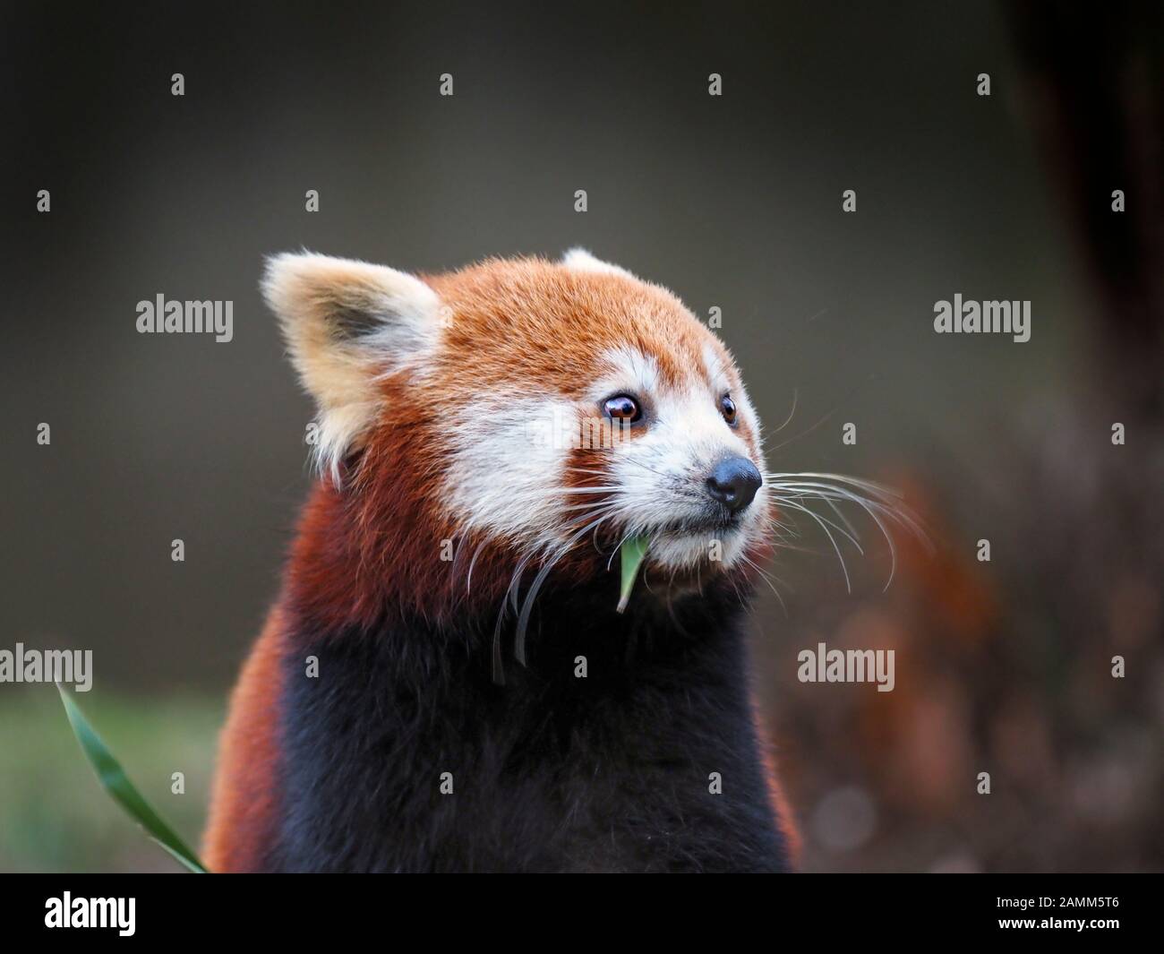 Red panda Ailurus fulgens captive portrait Stock Photo