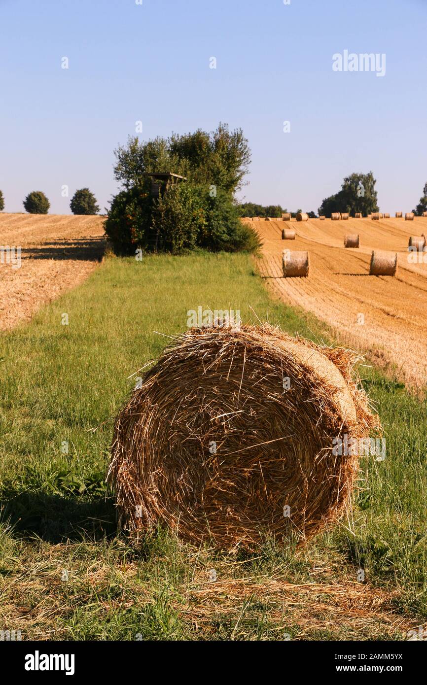 Field with freshly tied bales of straw, south of Unterbachern. [automated translation] Stock Photo