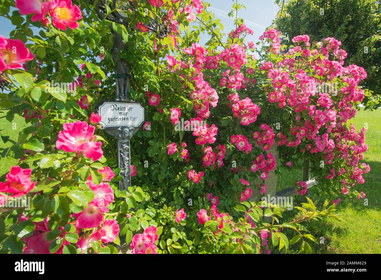 The wayside cross with the fully bloomed shrub rose and the boards of the dead near Kühnhausen in the community of Petting [automated translation] Stock Photo