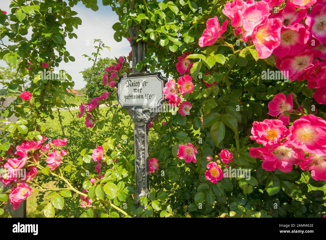 The wayside cross with the fully bloomed shrub rose and the boards of the dead near Kühnhausen in the community of Petting [automated translation] Stock Photo