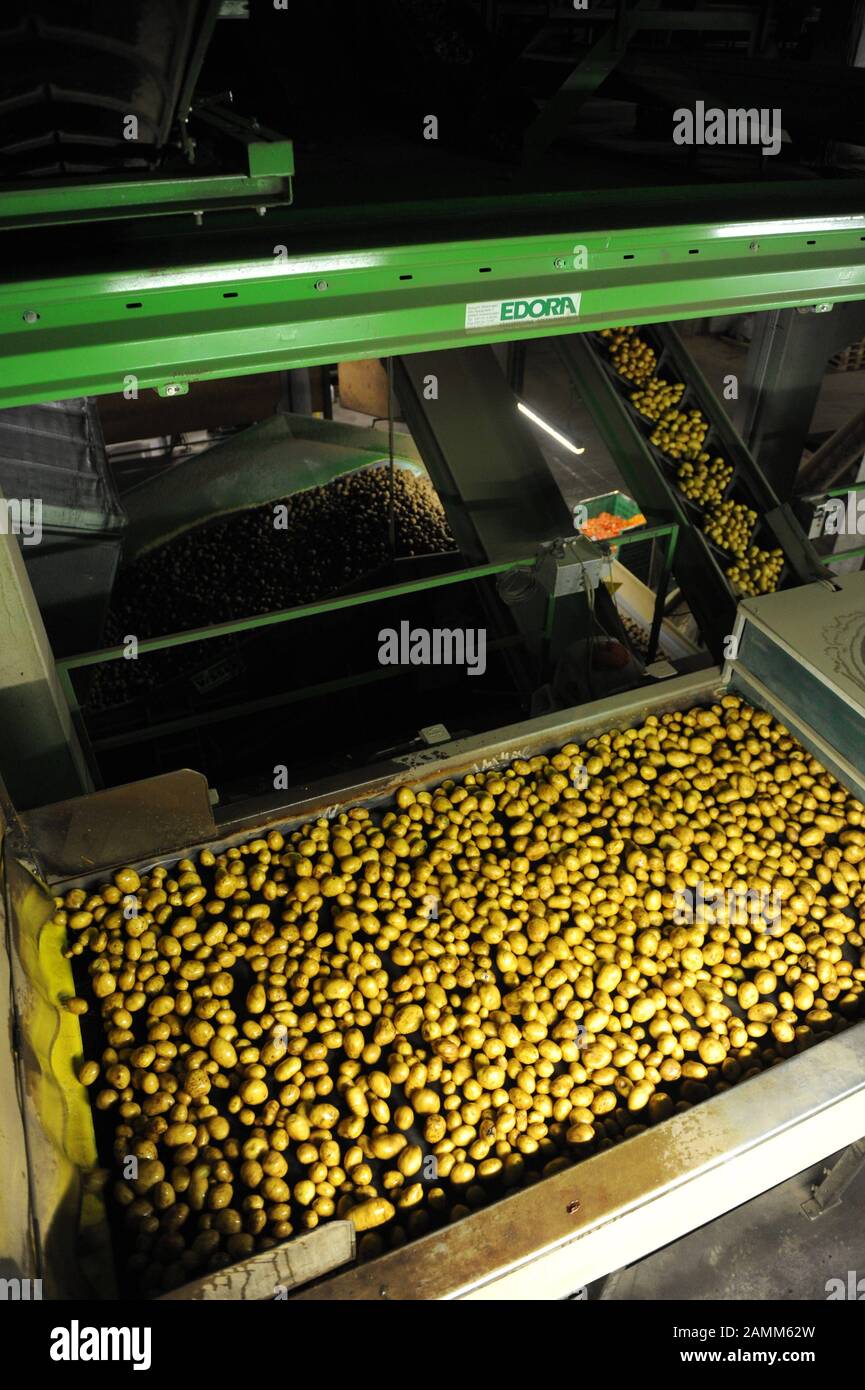 In the Potato Center Munich North in Unterschleißheim, 50,000 tons of potatoes and 10,000 tons of onions are sorted, polished and packed each year before they end up in the supermarkets of the Munich area. The green light protects the potatoes. [automated translation] Stock Photo