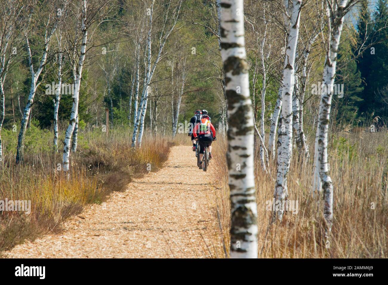 Mountain bikers on their way through the pre-springlike Schönramer Moor in the community of Petting - Rupertiwinkel [automated translation] Stock Photo
