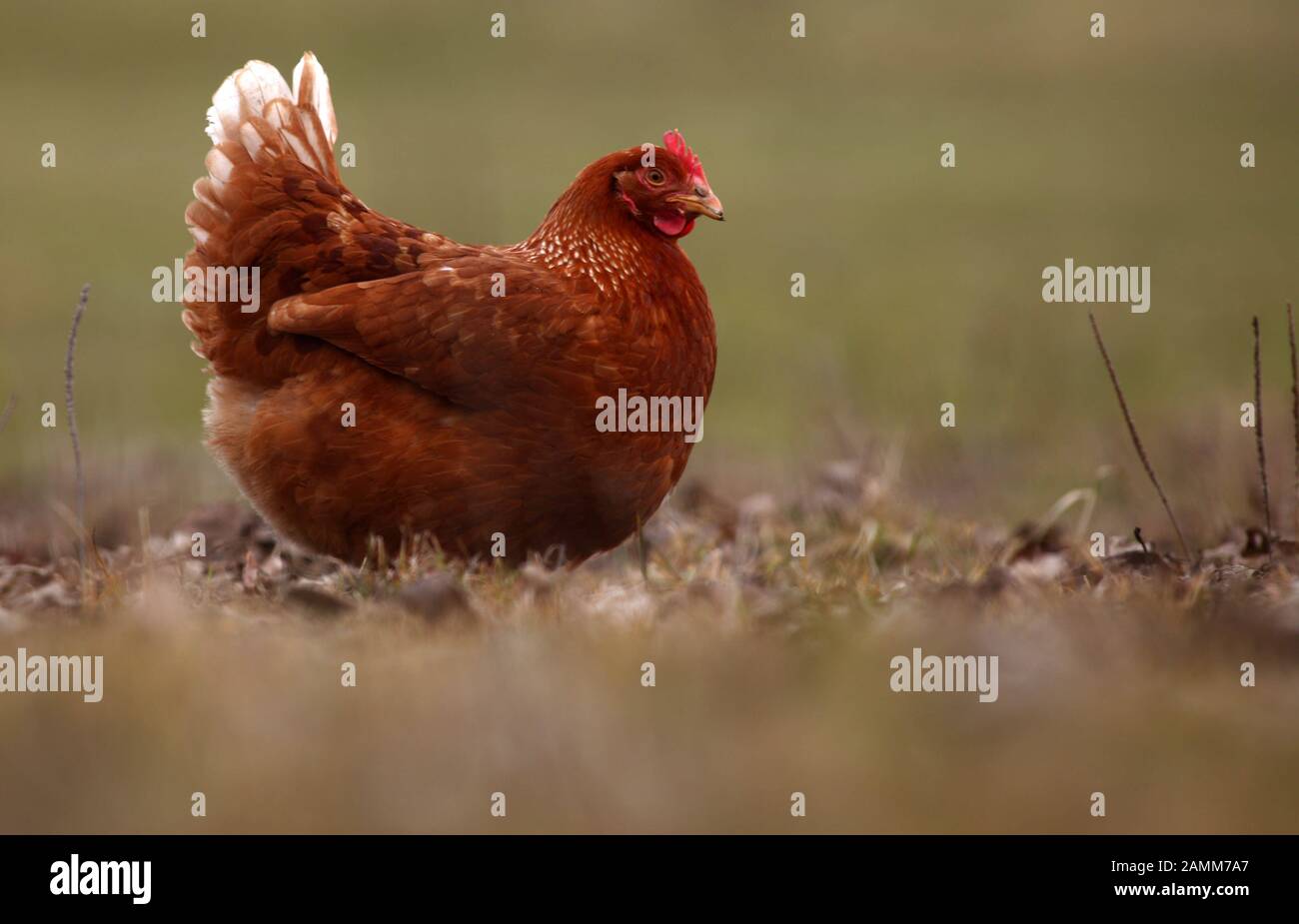 A free-range chicken in Waltershofen. [automated translation] Stock Photo