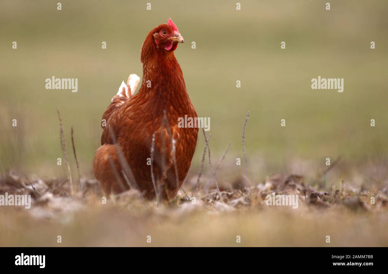 A free-range chicken in Waltershofen. [automated translation] Stock Photo