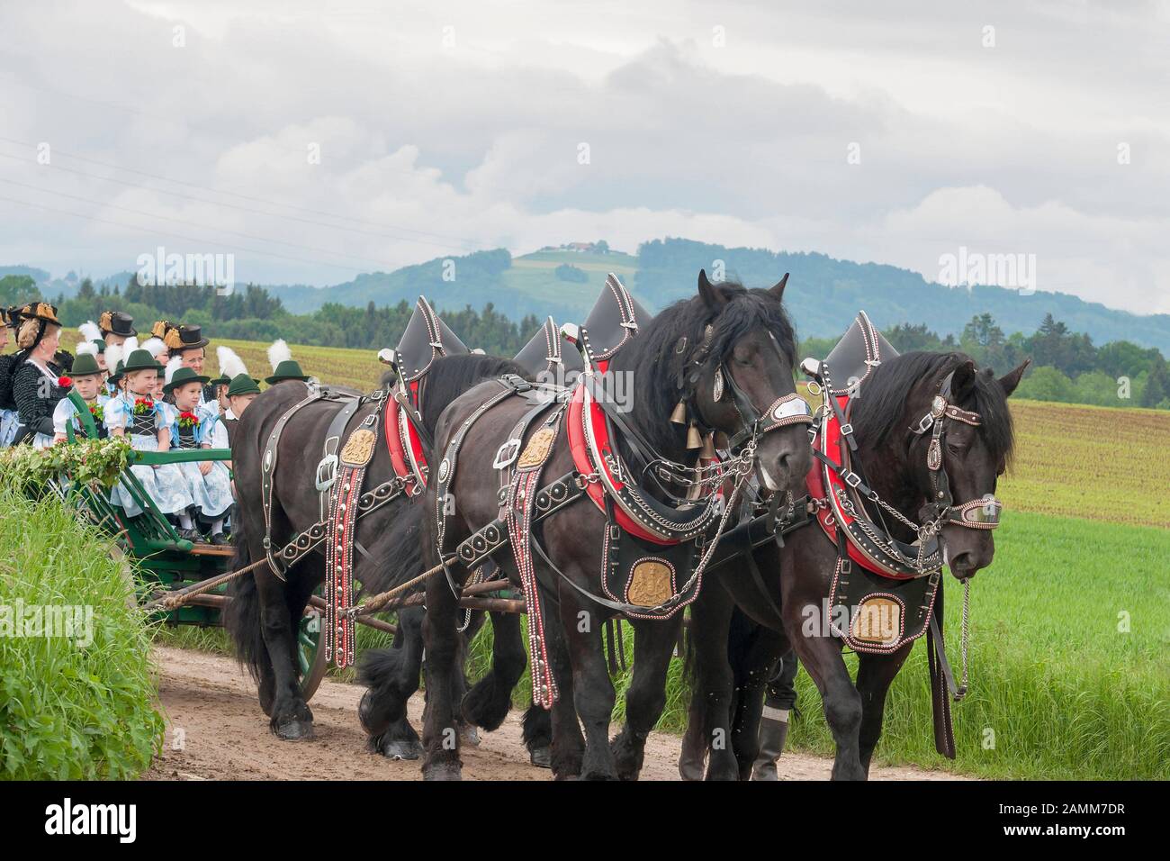 the traditional Leonhardiritt in Holzhausen - Teisendorf, Upper Bavaria, the ride is first mentioned in a document in 1612, the beautifully dressed horses are blessed, Germany [automated translation] Stock Photo