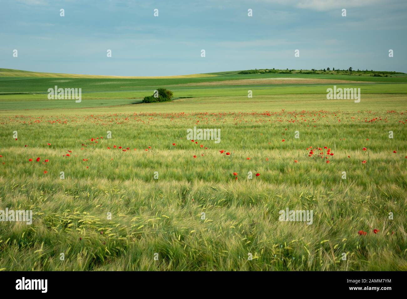 Green fields with barley, hilly horizon and sky Stock Photo