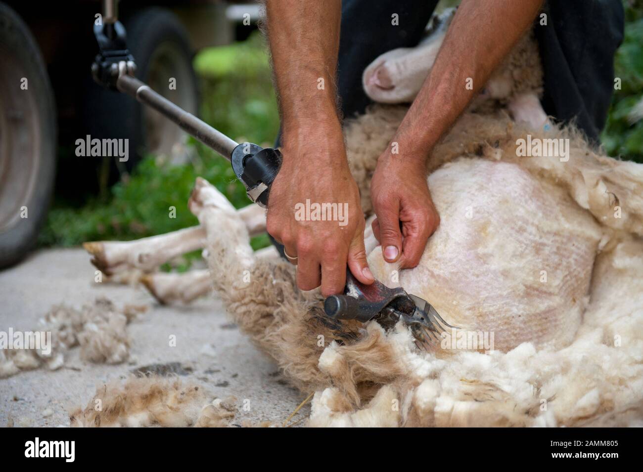Sheep during shearing. [automated translation] Stock Photo Alamy