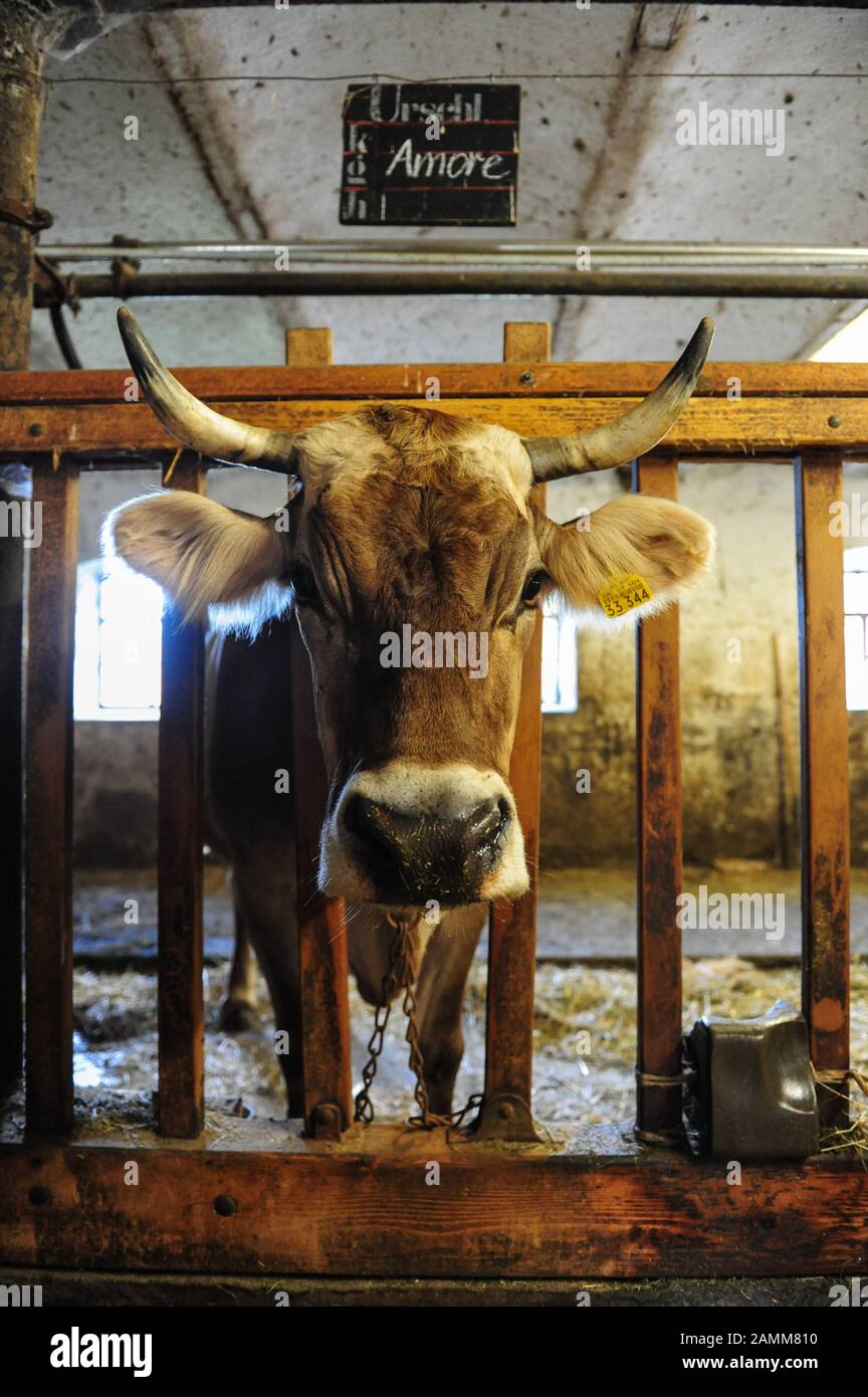 Cow in the barn. [automated translation] Stock Photo - Alamy