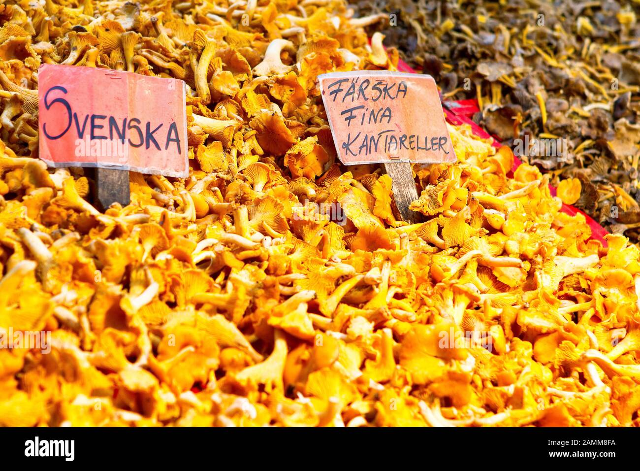 Fresh Chanterelles on food market in Stockholm Stock Photo Alamy