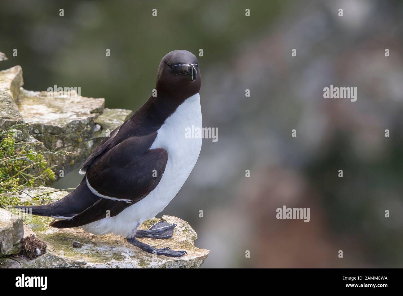 Close up of wild UK razorbill seabird (Alca torda) isolated on cliff edge, Bempton Cliffs, in summer sunshine. UK seabirds, auks, alcids. Stock Photo