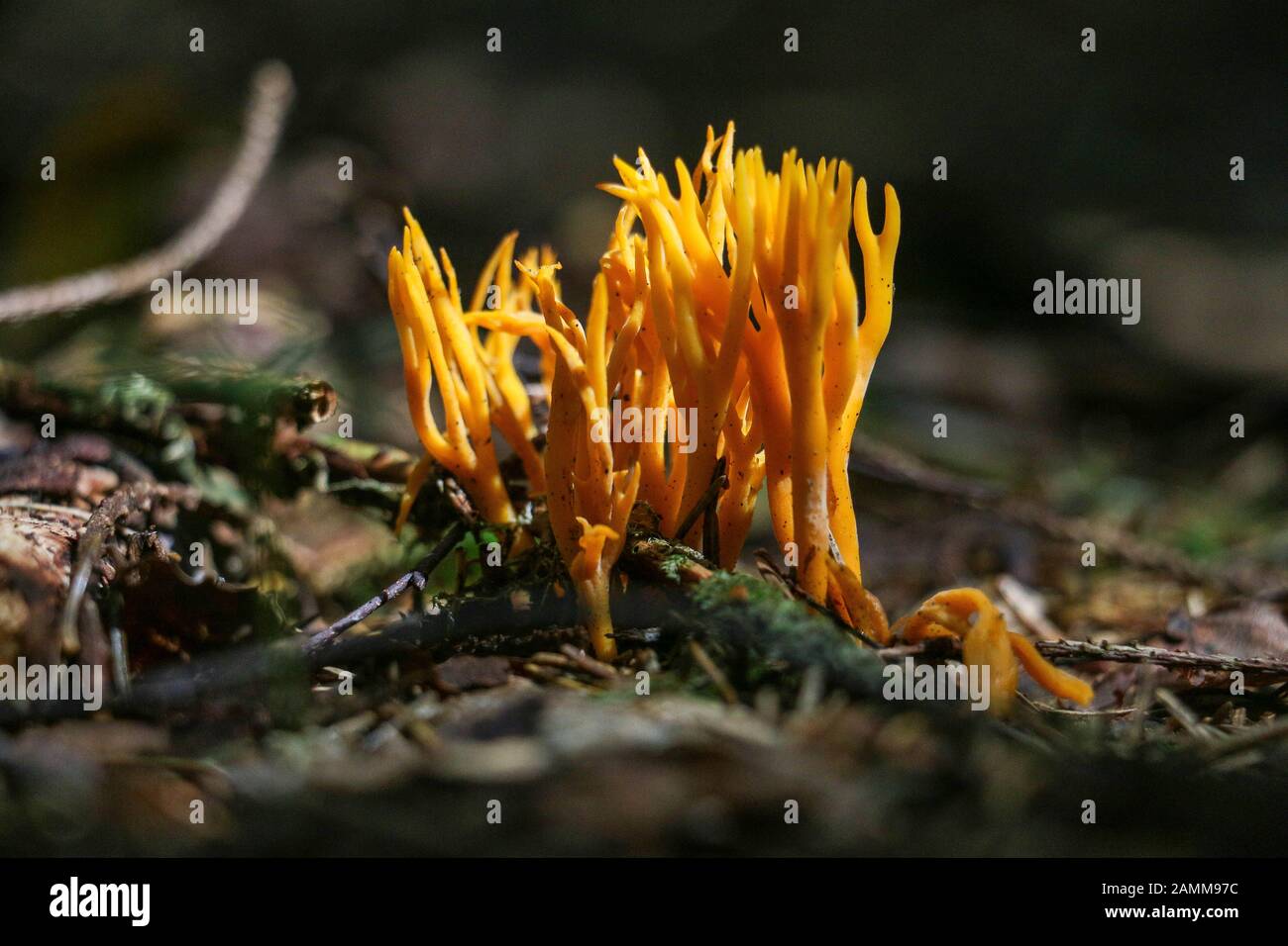 A goatee, a coral mushroom, in the Dietenhausen forest. [automated translation] Stock Photo