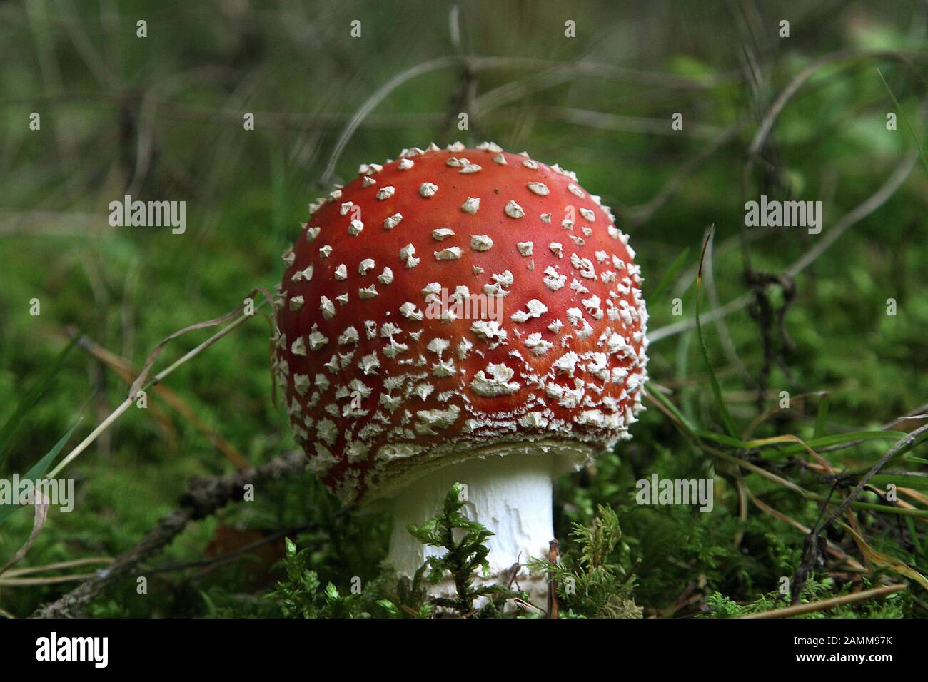 A poisonous toadstool in the forest near Sixtnitgern. [automated translation] Stock Photo