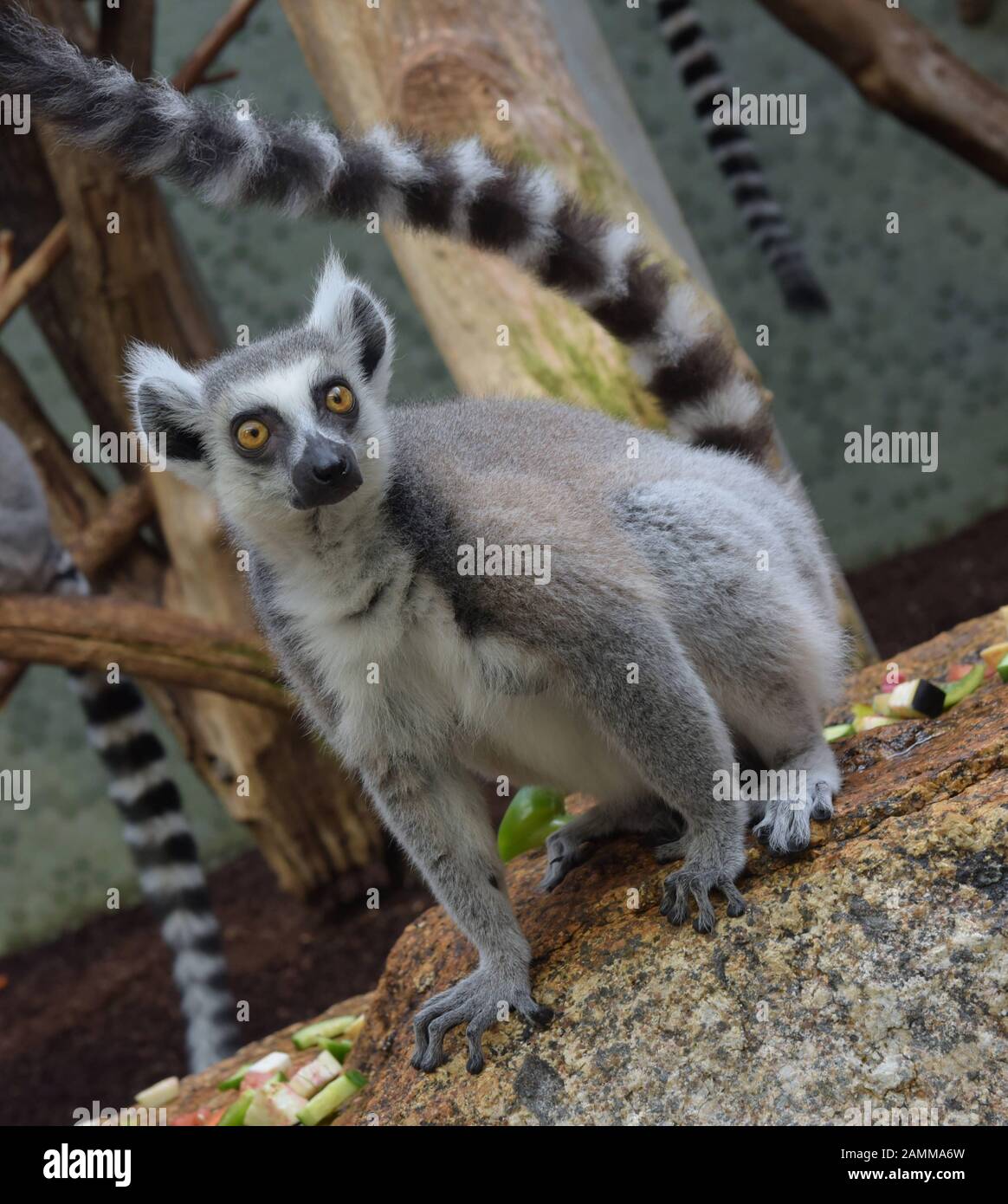 Porno yulduz Agnes va uning filmlari