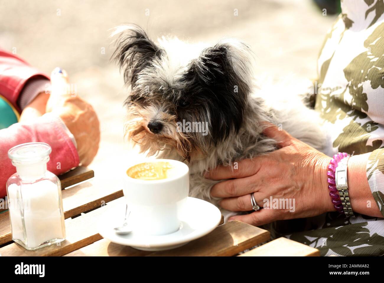 Drinking coffee with dog on the eco-experience day at the Elisabethmarkt in Schwabing. [automated translation] Stock Photo