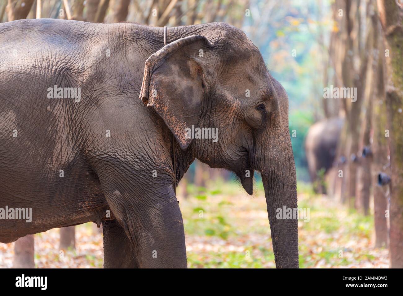 Thai Elephant in a forest at Kanchanaburi province, Thailand Stock Photo