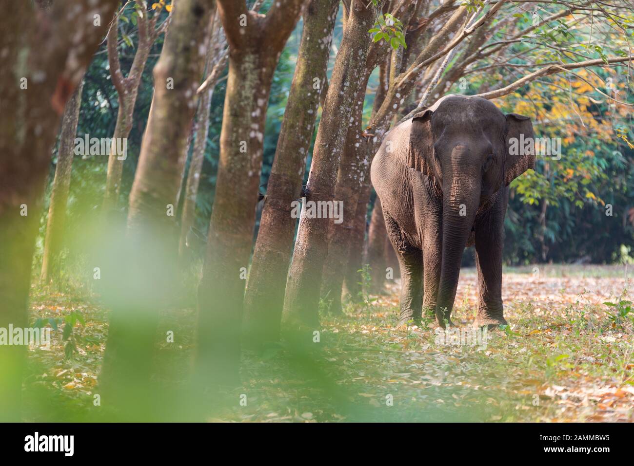 Thai Elephant in a forest at Kanchanaburi province, Thailand Stock Photo