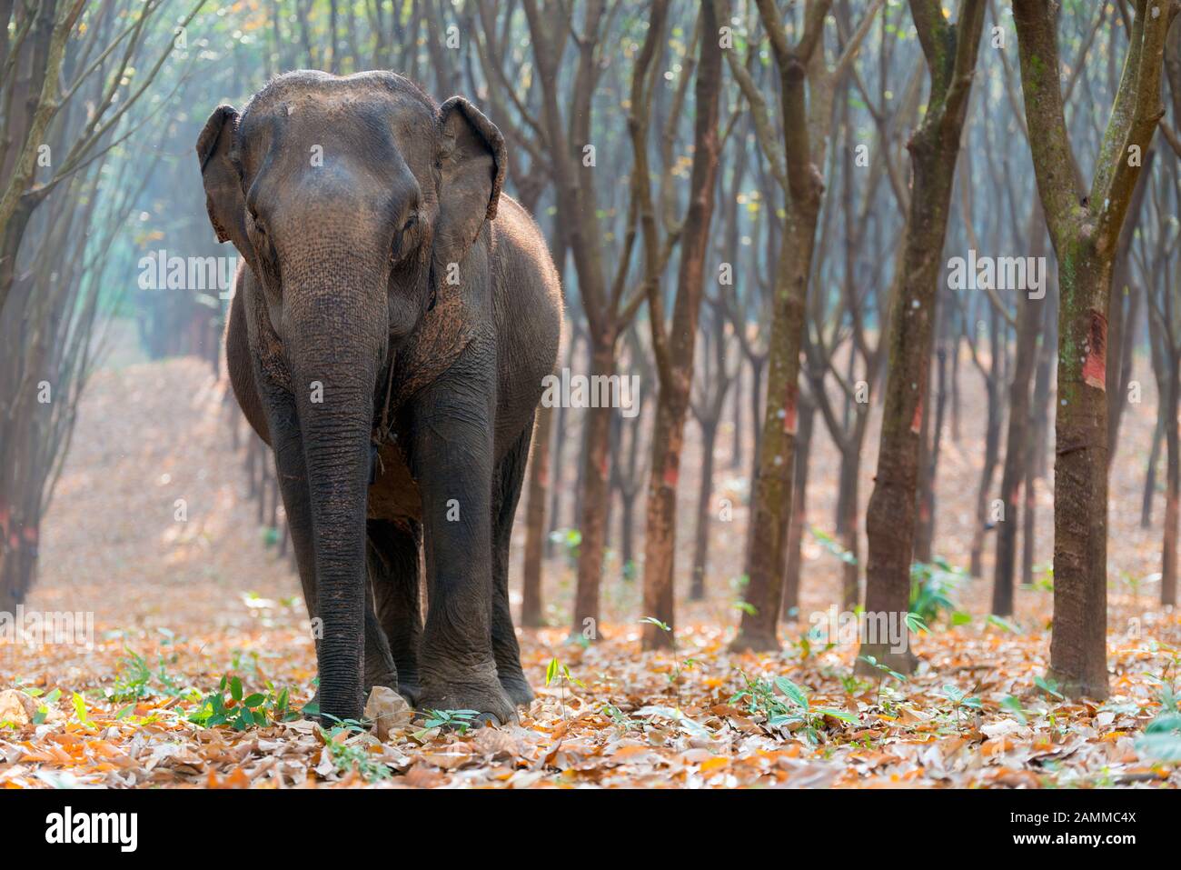 Thai Elephant in a forest at Kanchanaburi province, Thailand Stock Photo