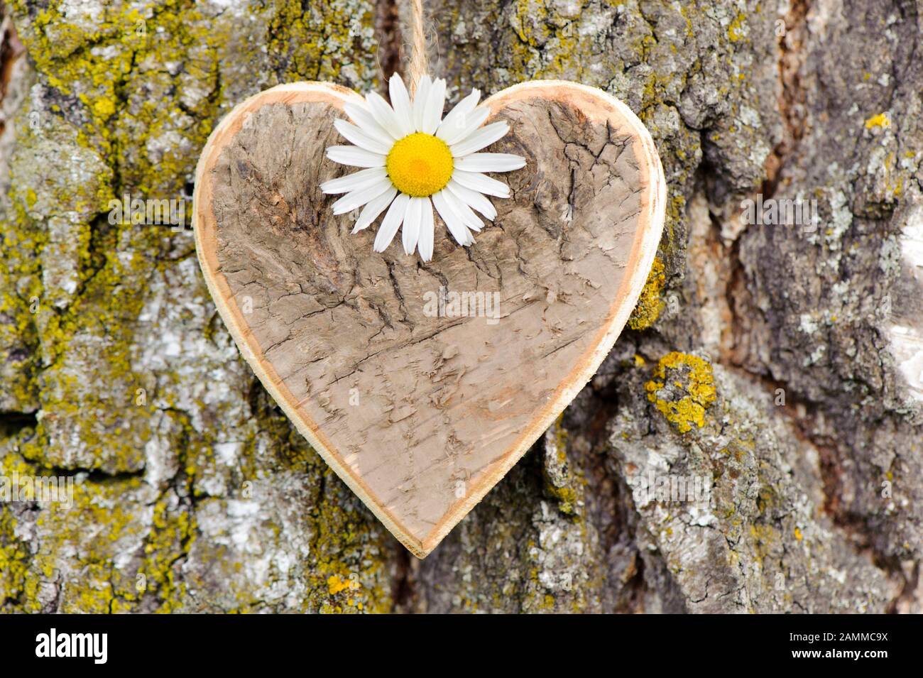 Heart of wood carved on a tree trunk [automated translation] Stock Photo